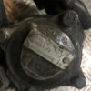 POMPA WSPOMAGANIA RENAULT MASTER 7700300535/D